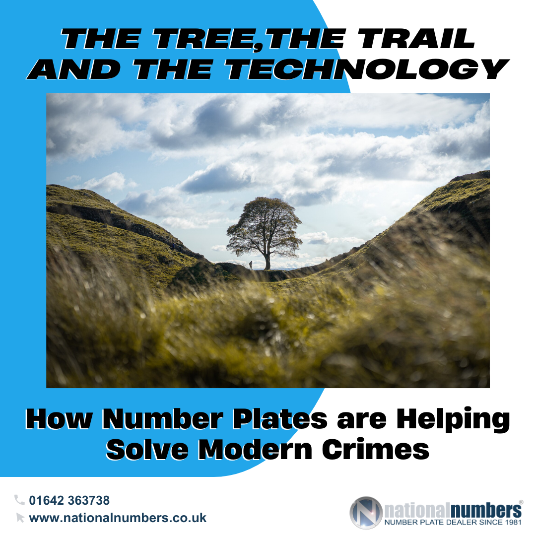 Sycamore Gap Tree in Northumberland