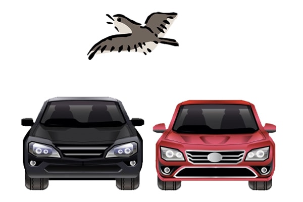 Which car colour do birds choose to poo on?