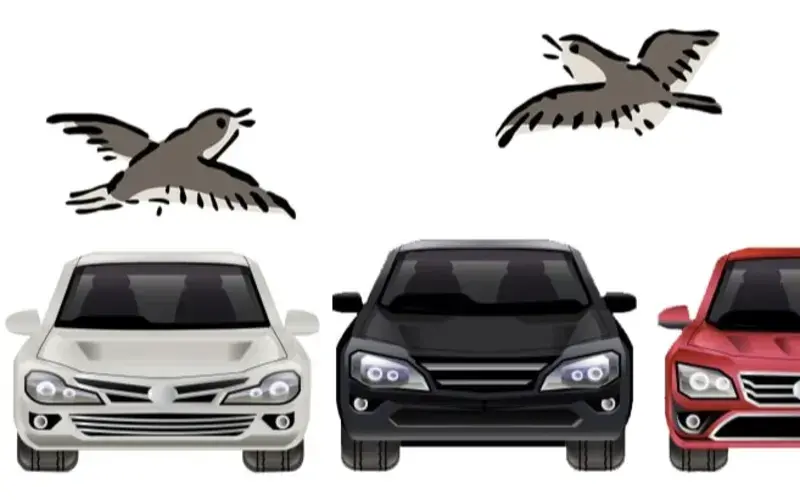 Which car colour do birds choose to poo on?